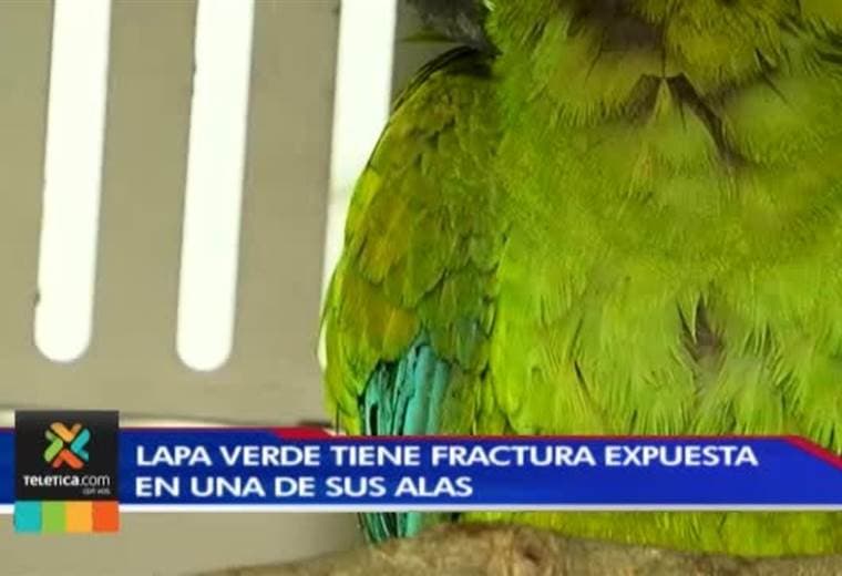 Lapa que apareció con ala fracturada se alimenta previo a cirugía