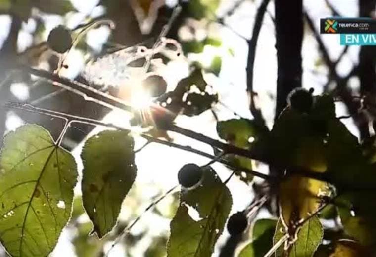 Conozca más sobre las mulas las protagonistas del festival en Parrita