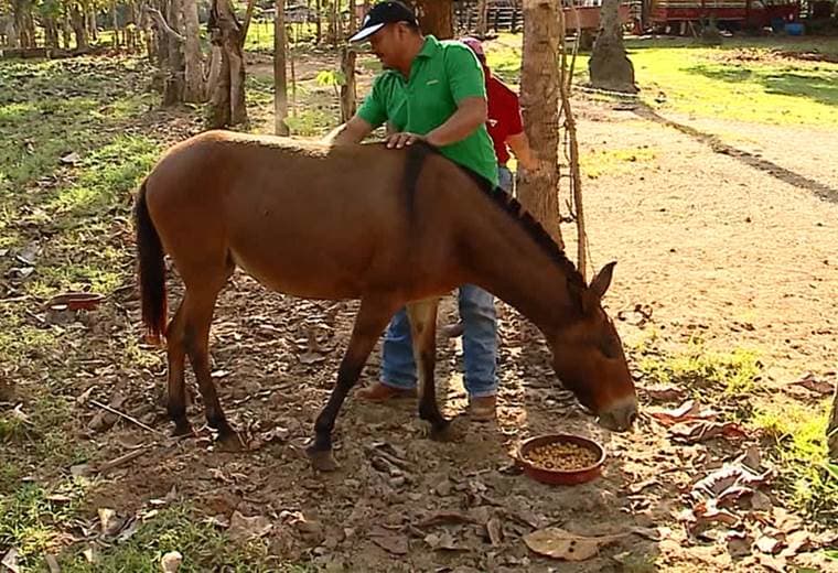 Ella es Mencha, la mula más mula de Parrita