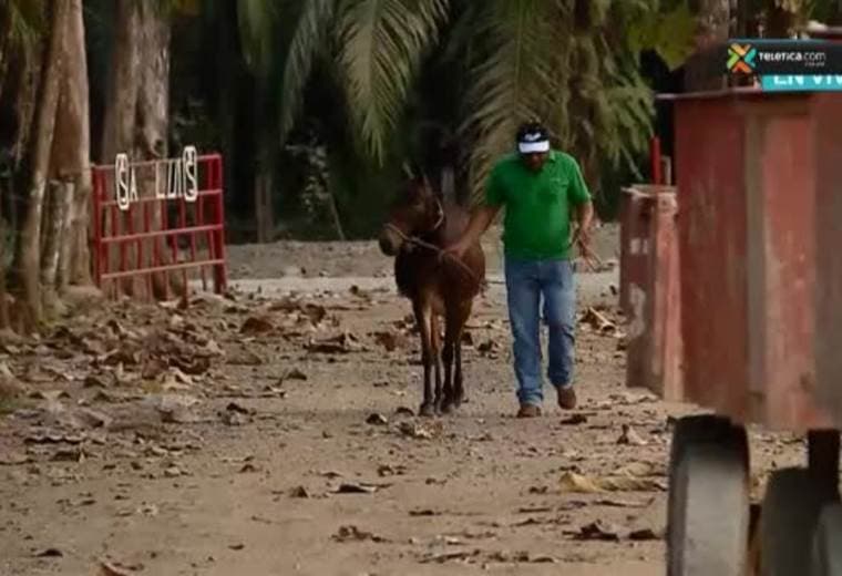 Ella es Mencha, la mula más mula de Parrita