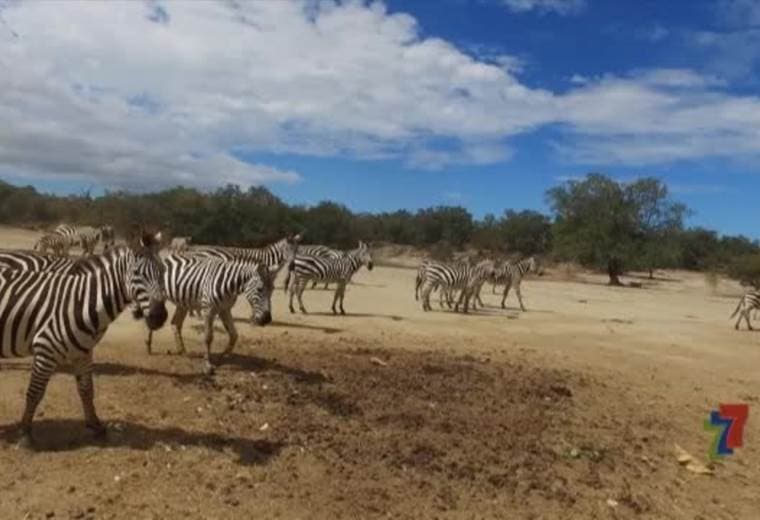 En esta oportunidad El Chef Rafael se escapó con su GastroTour a Guanacaste, exactamente cerca de Liberia a Ponderosa Adventure Park. Donde en medio de jirafas, cebras y en un paisaje natural excepcional, nos muestra diferentes sabores en una cocina al aire libre.