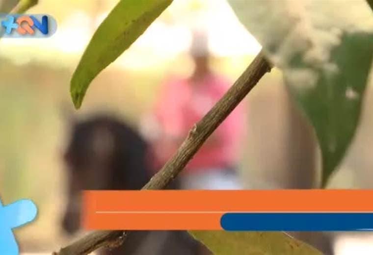 En el pueblo de Pozos de Santa Ana nos encontramos con uno de los domadores de caballos más afamados del cantón. Tiene 30 años de trabajar con equinos.