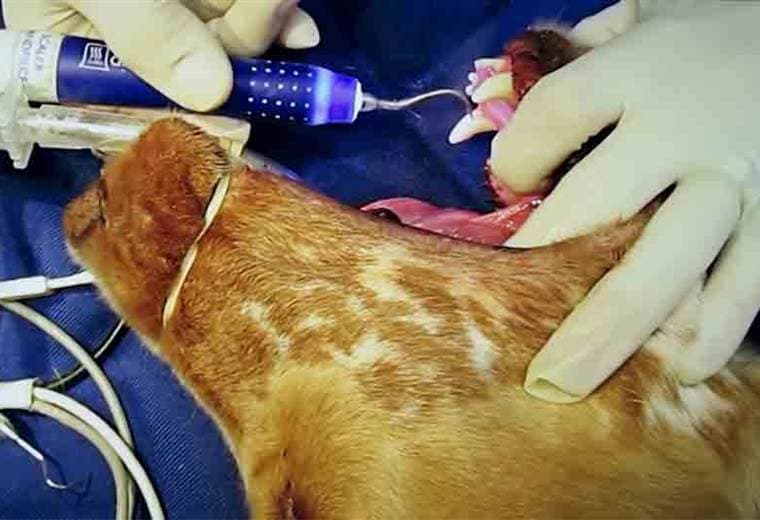 Una experta nos enseña cómo limpiarle correctamente los oídos y los dientes a los perros de la casa