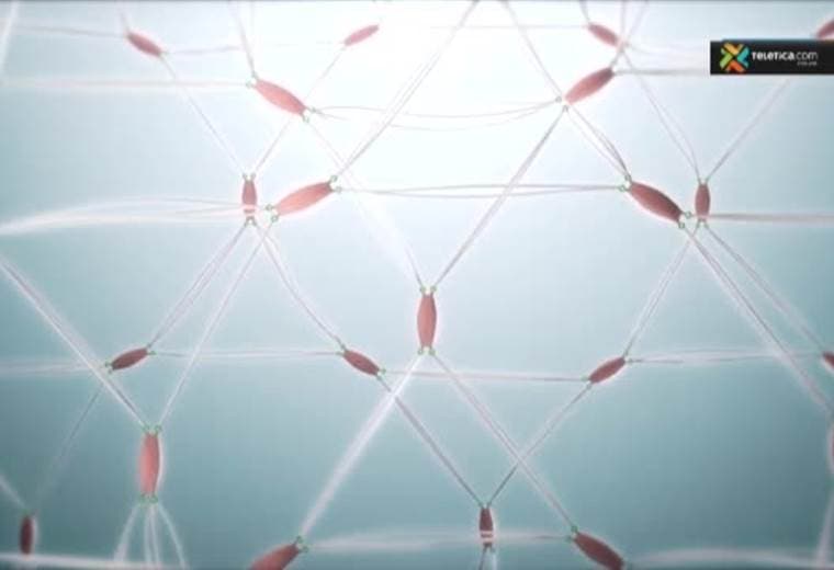 Saque provecho a la moringa en sus tratamientos de belleza