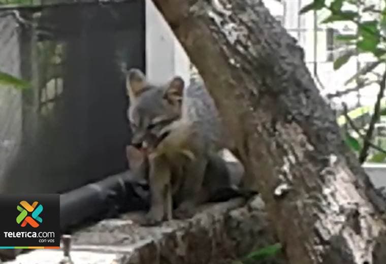 Dos zorros grises son los nuevos inquilinos del Zoo Ave