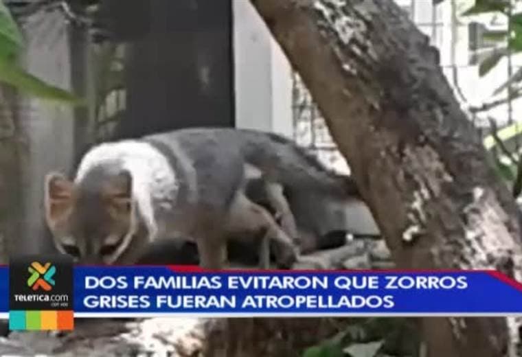 Dos zorros grises son los nuevos inquilinos del Zoo Ave
