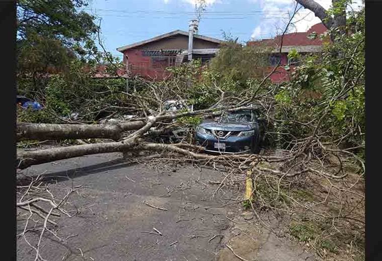 Caen árboles en el parqueo de la UCR