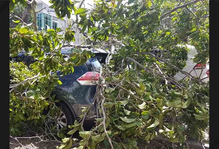 Caen árboles en el parqueo de la UCR