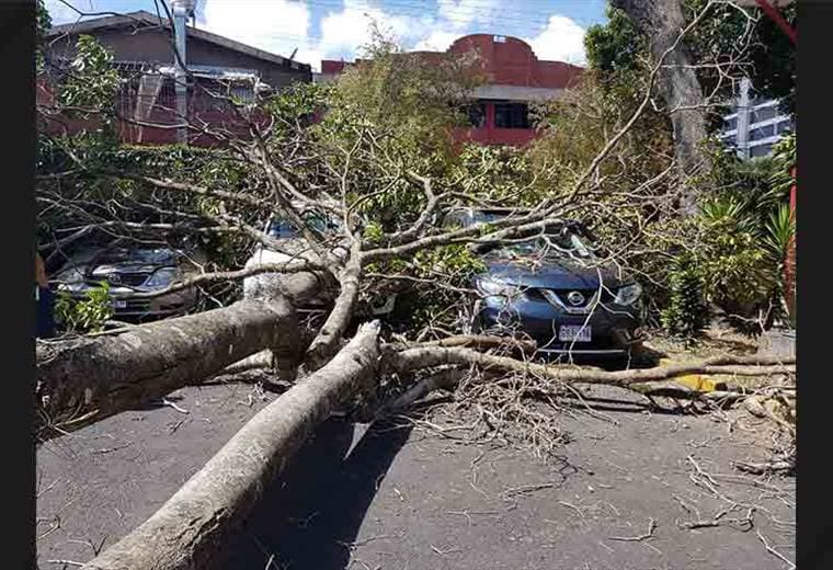 Caen árboles en el parqueo de la UCR
