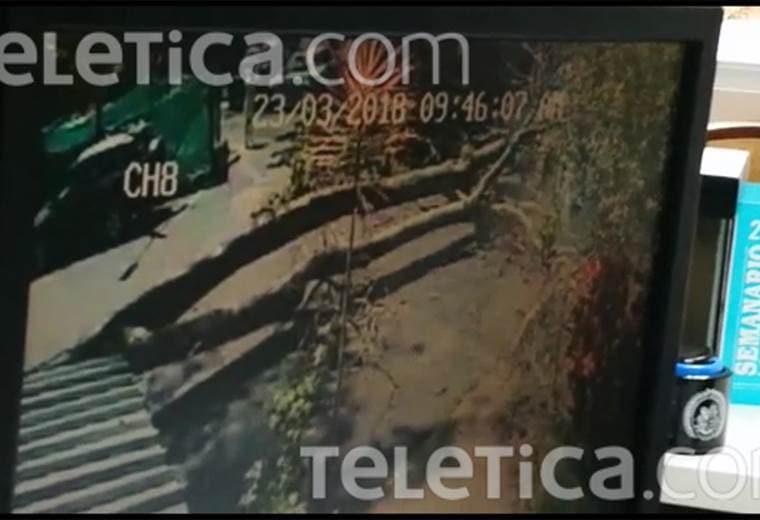 Joven se salvo por escasos segundos de ser aplastada por enorme árbol en la UCR