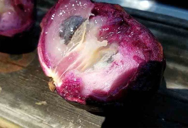 Beneficios del caimito para que lo introduzca en su dieta