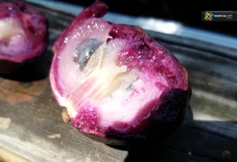 Beneficios del caimito para que lo introduzca en su dieta