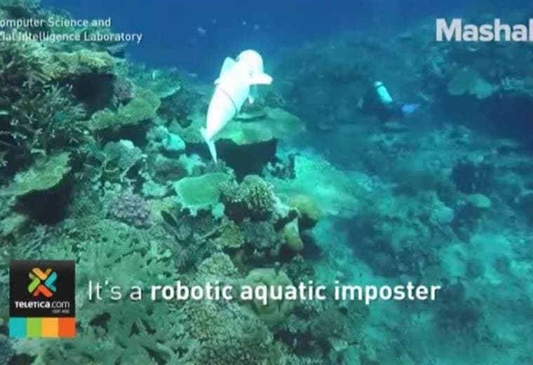 En el Instituto Tecnológico de Massachusetts crearon un pez robot para espiar a otros peces