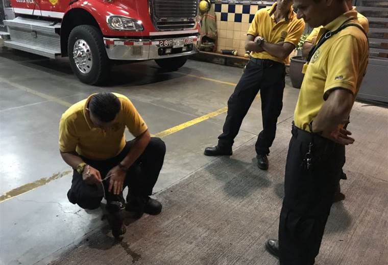Bomberos de Heredia rescatan perra que al parecer era agredida por un hombre en Garabito