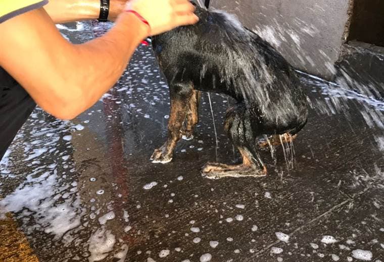 Bomberos de Heredia rescatan perra que al parecer era agredida por un hombre en Garabito