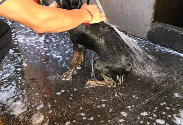 Bomberos de Heredia rescatan perra que al parecer era agredida por un hombre en Garabito