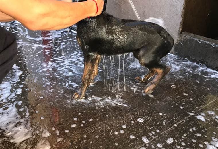 Bomberos de Heredia rescatan perra que al parecer era agredida por un hombre en Garabito