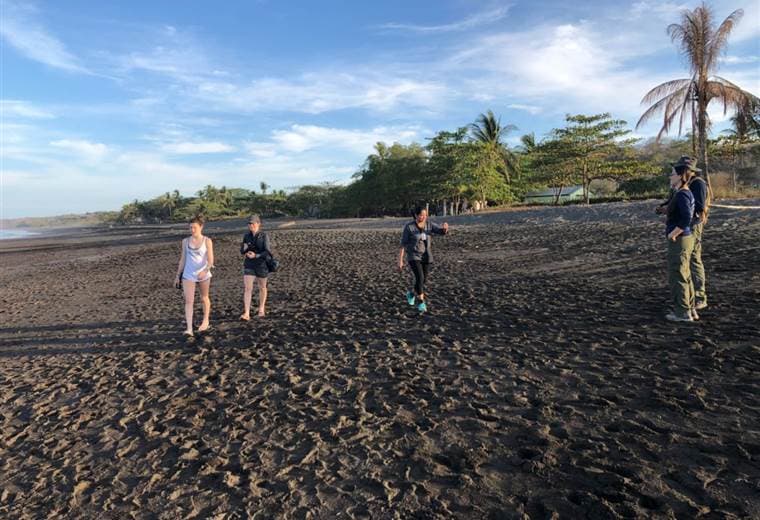 Tortugas lora en playa Ostional