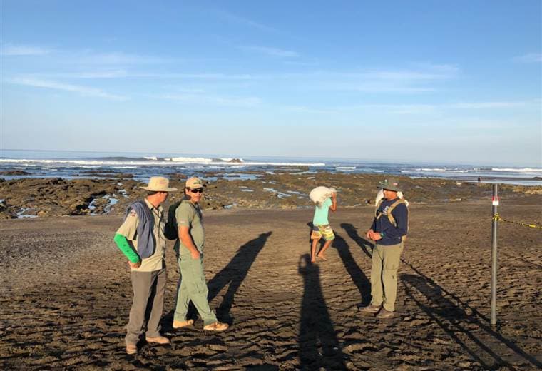 Tortugas lora en playa Ostional