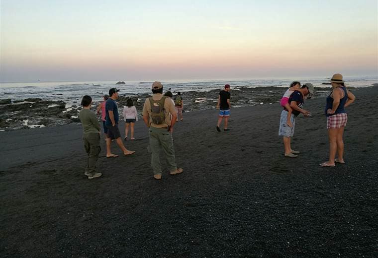 Tortugas lora en playa Ostional