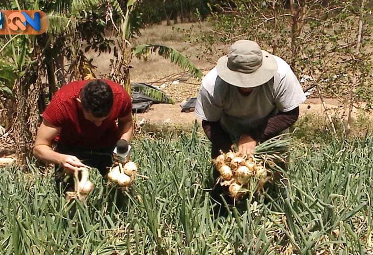 ¿Será complicado sembrar en las montañas de este pueblo josefino? Pues nos fuimos para Matinilla, allí don José Sandí nos explica los retos de los agricultores, además de contarnos su historia por el pueblo de las cebollas.