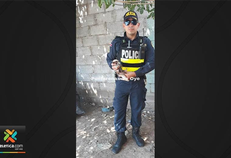 Niña rescata oso hormiguero en Barranca de Puntarenas