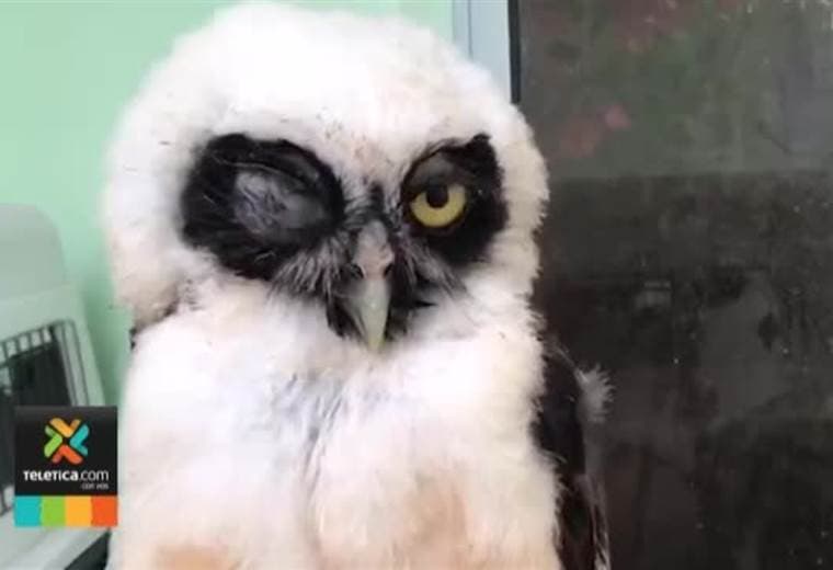 Centro de rescate en Heredia ha recibido en tres días a cinco búhos apedreados