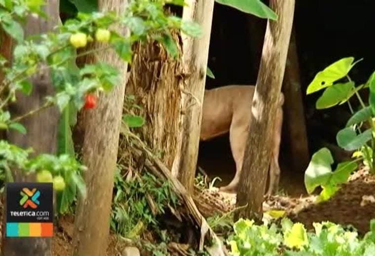 ¿Qué protocolos aplica Senasa tras mordedura de animales en personas?