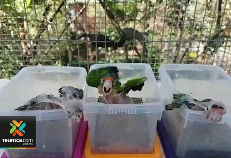 Centro de rescate animal Zoo Ave recibió 137 pájaros en tan solo tres días