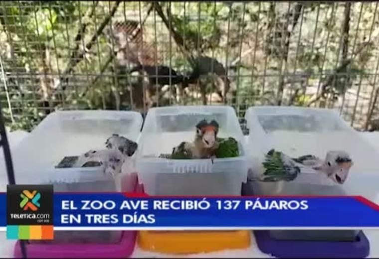 Centro de rescate animal Zoo Ave recibió 137 pájaros en tan solo tres días