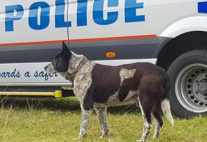 Un perro australiano recibe honores policiales por cuidar a una niña perdida