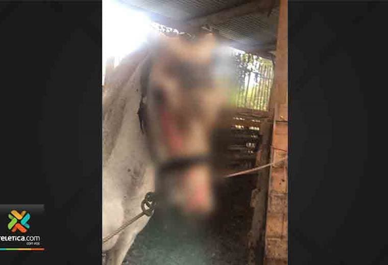 Un caballo murió y otro resultó herido en incendio en caballeriza en Cartago