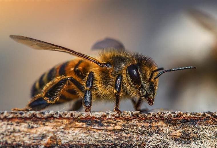 La UE prohíbe tres pesticidas peligrosos para las abejas