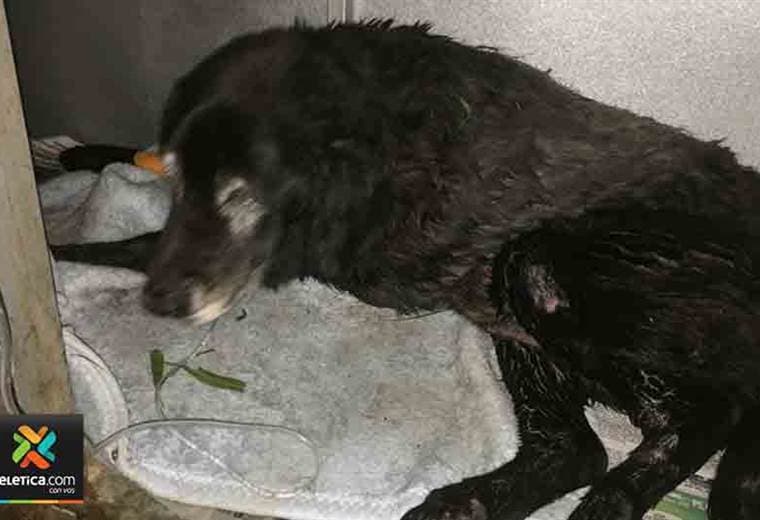 Perro que fue lanzado en una bolsa cargada de piedras