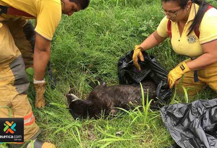 Perro que fue lanzado en una bolsa cargada de piedras