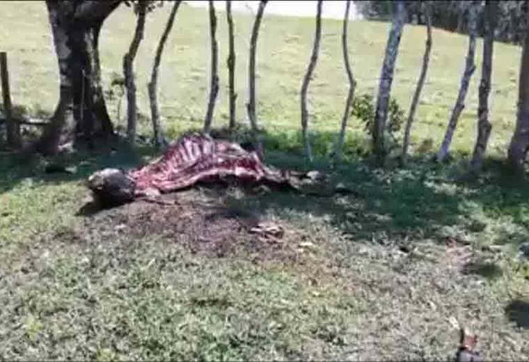 Destazan ganado en Tilarán