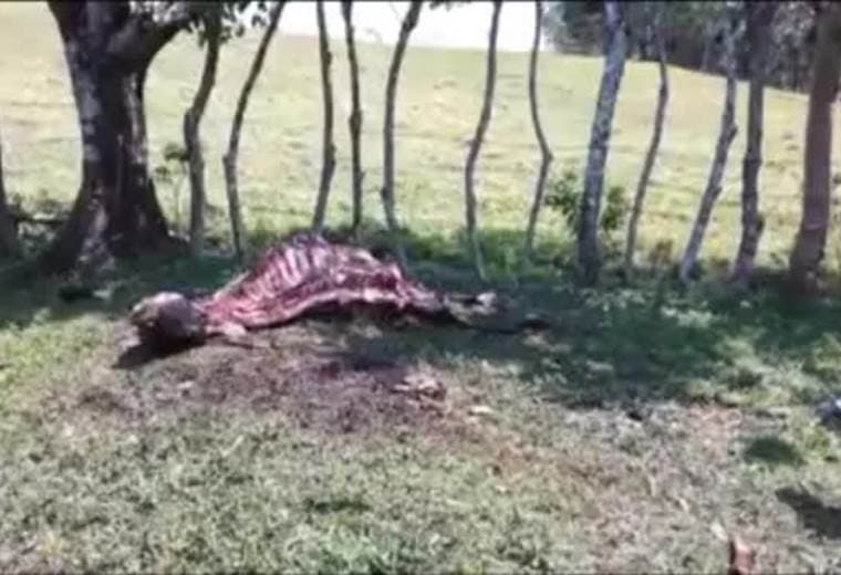 Destazan ganado en Tilarán