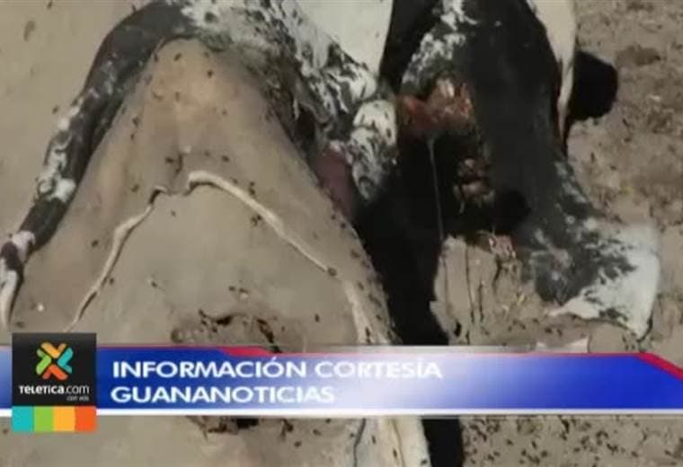 Finqueros sufren porque ladrones destazan reses en diferentes puntos de Guanacaste