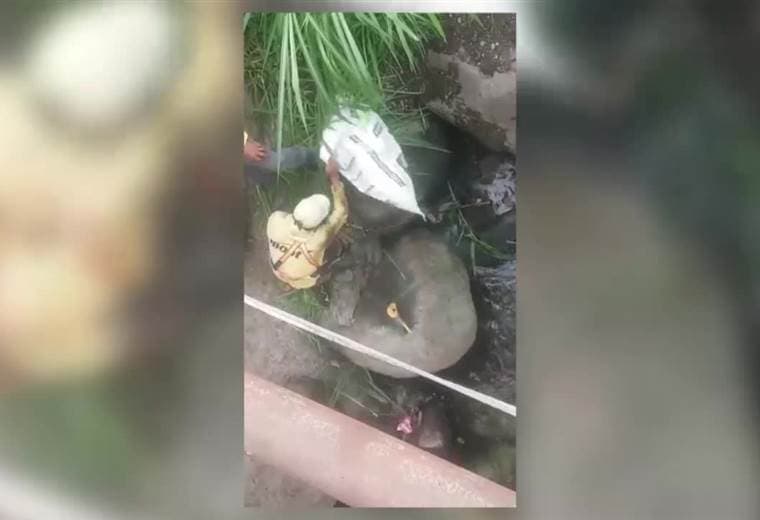 Capturan enorme serpiente debajo del puente sobre el Rio Platanar en Ciudad Quesada