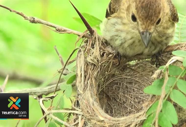Con la llegada de las lluvias los nidos de pájaros se caen y muchos pichones mueren