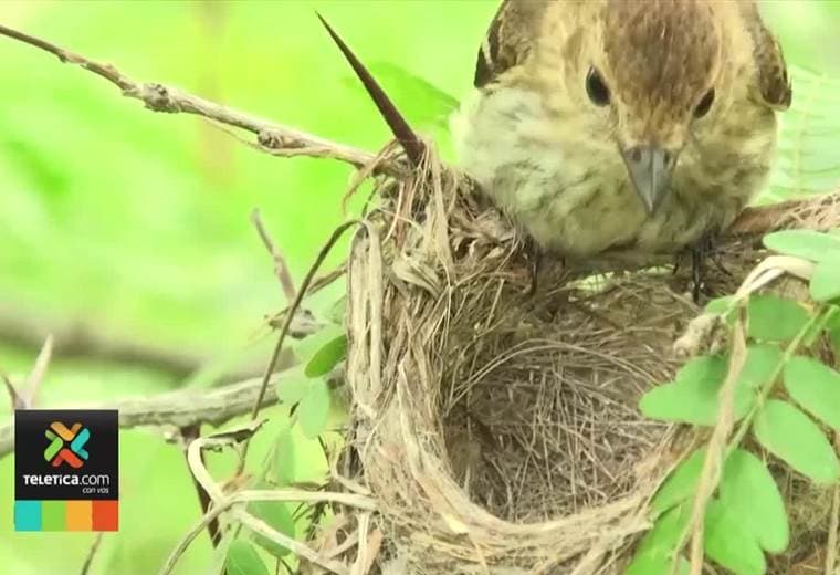 Con la llegada de las lluvias los nidos de pájaros se caen y muchos pichones mueren