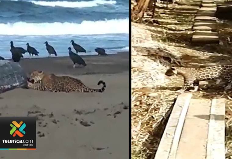 Varios jaguares se están comiendo animales en diferentes sectores de Matina y Siquirres