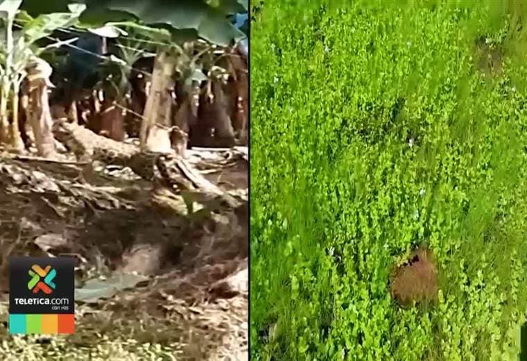 Varios jaguares se están comiendo animales en diferentes sectores de Matina y Siquirres