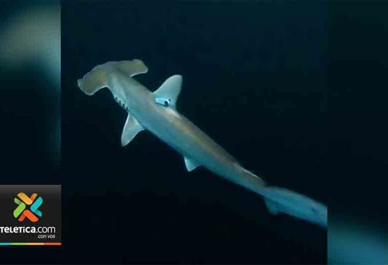 Gobierno de Costa Rica declara el Santuario del Tiburón Martillo Golfo Dulce