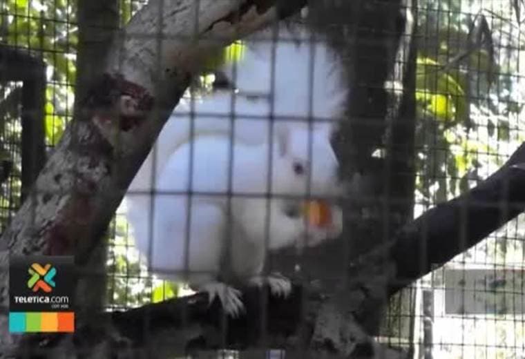Ardillas, pájaros y búfalos albinos sorprenden en nuestro país