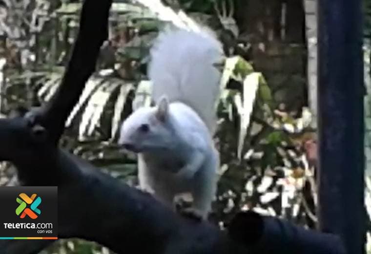 Ardillas, pájaros y búfalos albinos sorprenden en nuestro país