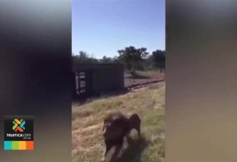 Video muestra el aterrador momento cuando un anciano es atacado por un león en Sudáfrica