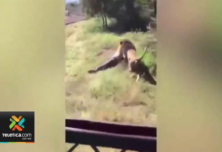 Video muestra el aterrador momento cuando un anciano es atacado por un león en Sudáfrica