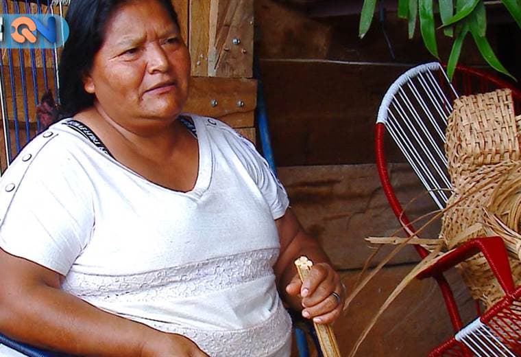  Los canastos son una manera tradicional de coger el café. El material con el que están hechos son de Bejuco. Más de 45 especies de Bejucos existen y aunque están en peligro de extinción, el gobierno da permisos para que de manera artesanal se obtenga el producto para hacer canastos.