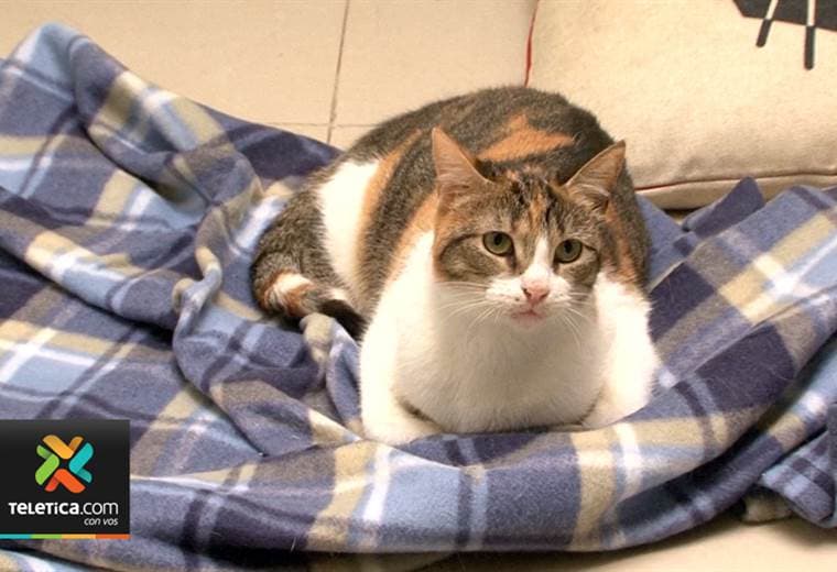 ¿Se imagina que un gato adivine quién ganará entre Costa Rica y Brasil en el Mundial de Rusia? 